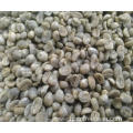 Chinese raw green coffee beans